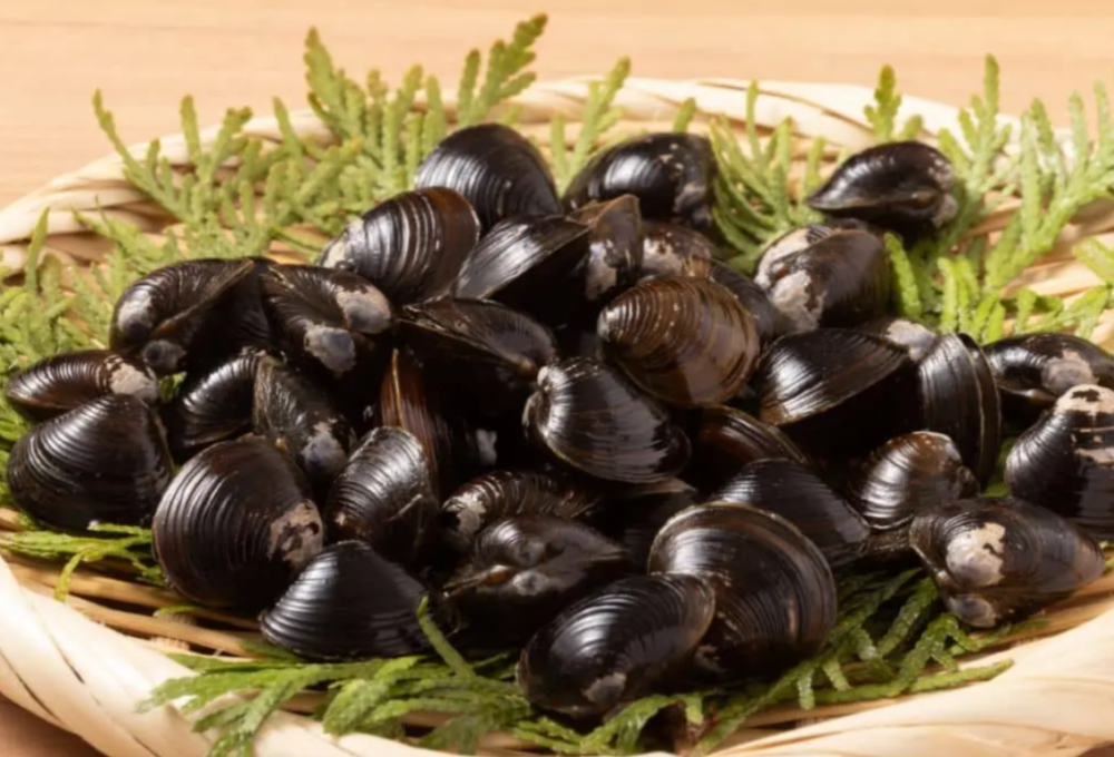 【箱入り】宍道湖のしじみ　大粒ギフトセット　（期間限定小泉八雲・セツあたりクジ付きラッピング対象商品）