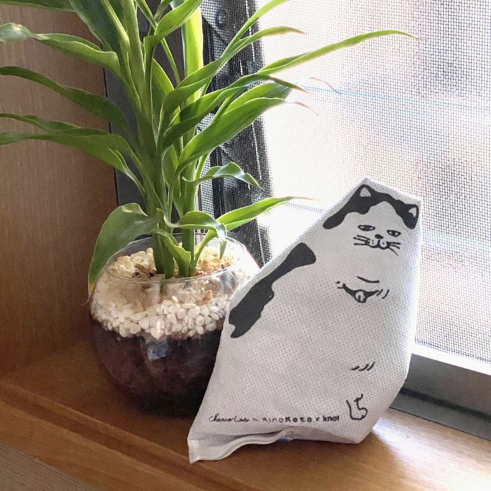 炭猫　チャコキャット